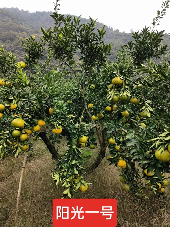 净重九斤包邮，现摘现发