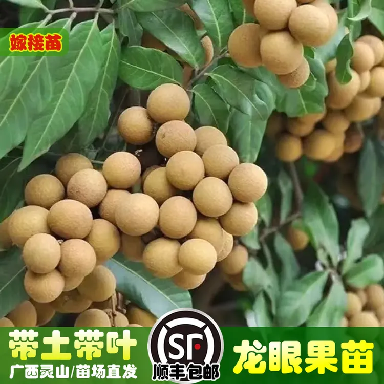 正宗四季龙眼树苗带土带叶广西发货南北方可种植水果盆栽地栽