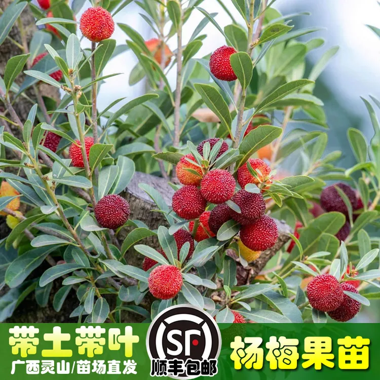 东魁杨梅车厘子树苗盆栽批发南方地栽嫁接果树苗适合种植当年结果