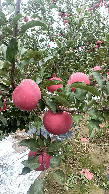 静宁山地苹果(吃遍天下苹果，还想静宁苹果)