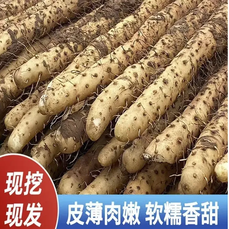 新鲜铁棍山药5斤