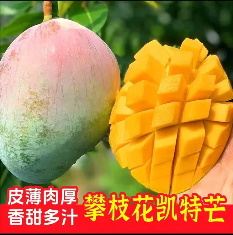 现摘高山老树凯特大芒果精选5-9斤 四川新鲜水果 坏果包赔