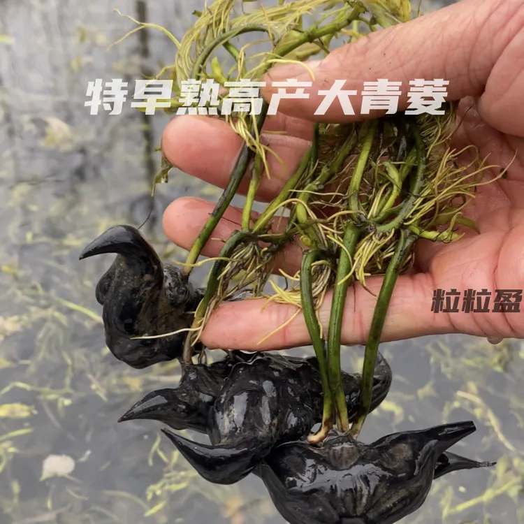 老菱角种子高产早熟大青菱种苗菱角苗青菱角红菱角种子水生蔬菜