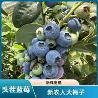 【巨无霸】18-21mm 新鲜采摘 花香蓝莓 花青素水果酸甜爆汁顺丰冷链
