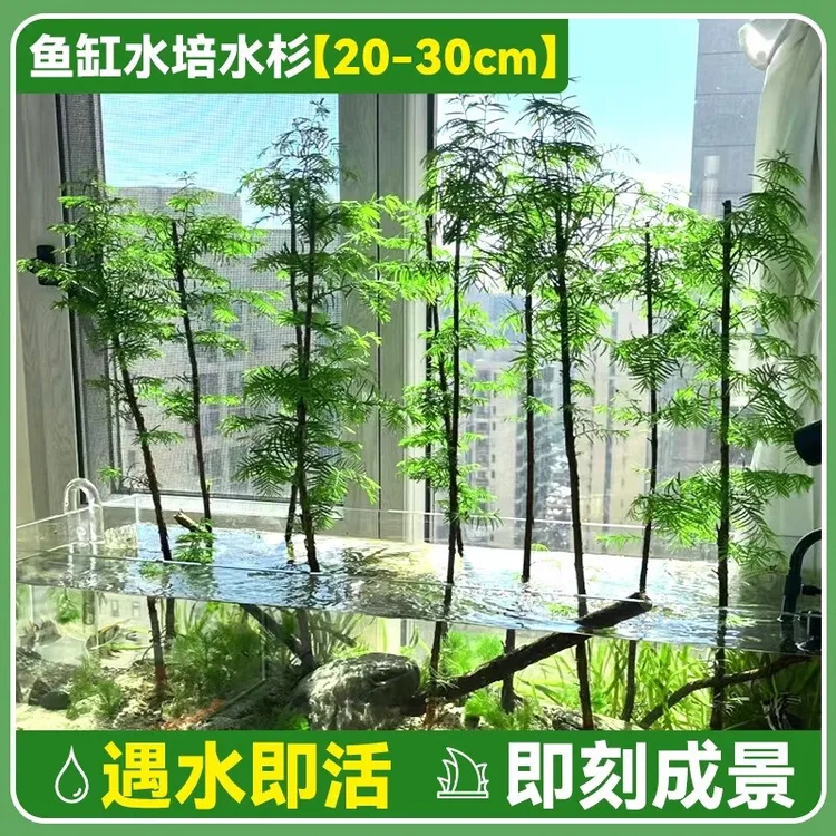 水杉水培鱼缸造景溪流缸水杉盆栽盆景鱼池水生植物绿植水草室内外
