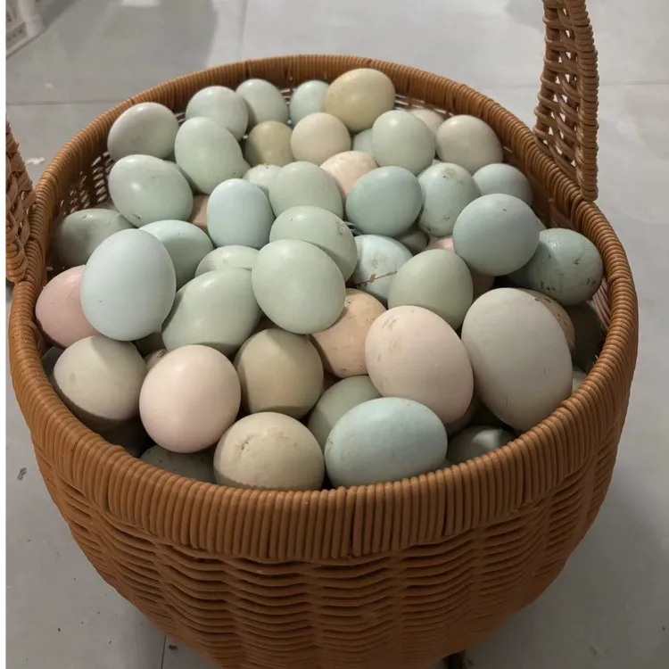 沐木山正宗林下散养土鸡蛋（粉绿混装）