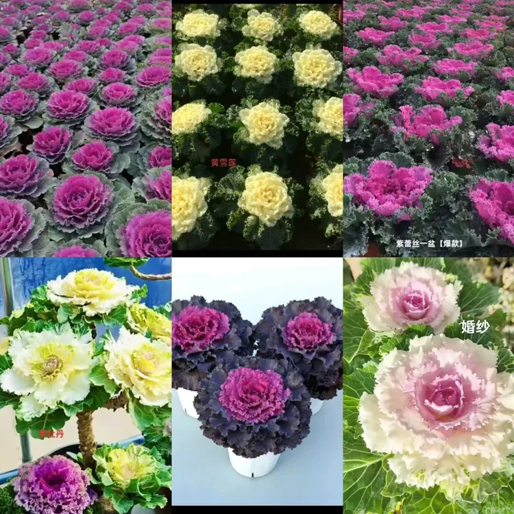 【羽衣甘蓝拍一发六】玫瑰甘蓝耐寒耐热抗冻可食用观赏花草绿植花卉