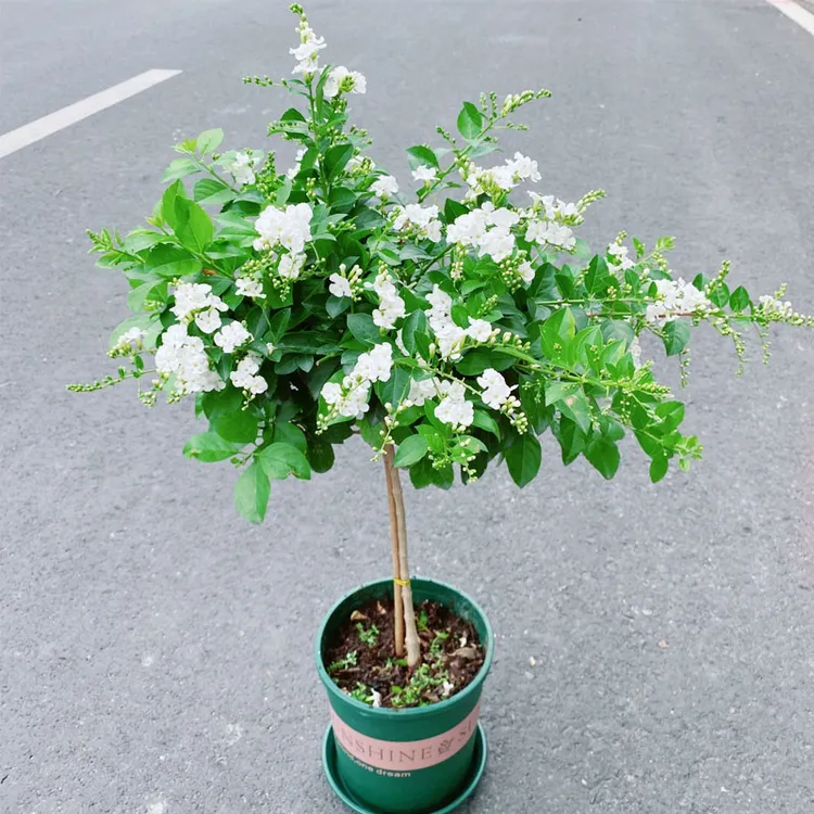 白色蕾丝金露花带花苞四季开花多年生常绿好养耐热