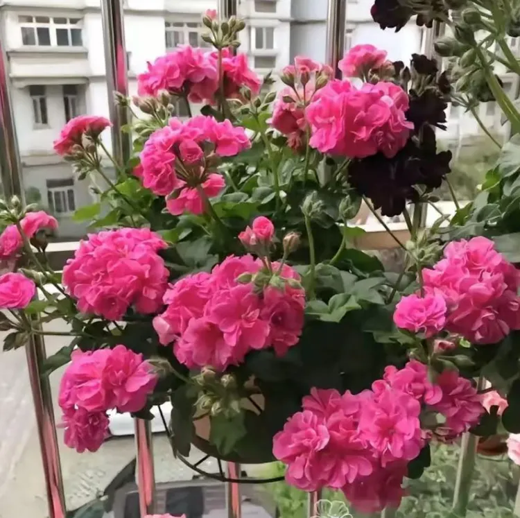 【垂吊-粉女巫】垂吊天竺葵  粉色重瓣 中苗（带花苞 包对版）