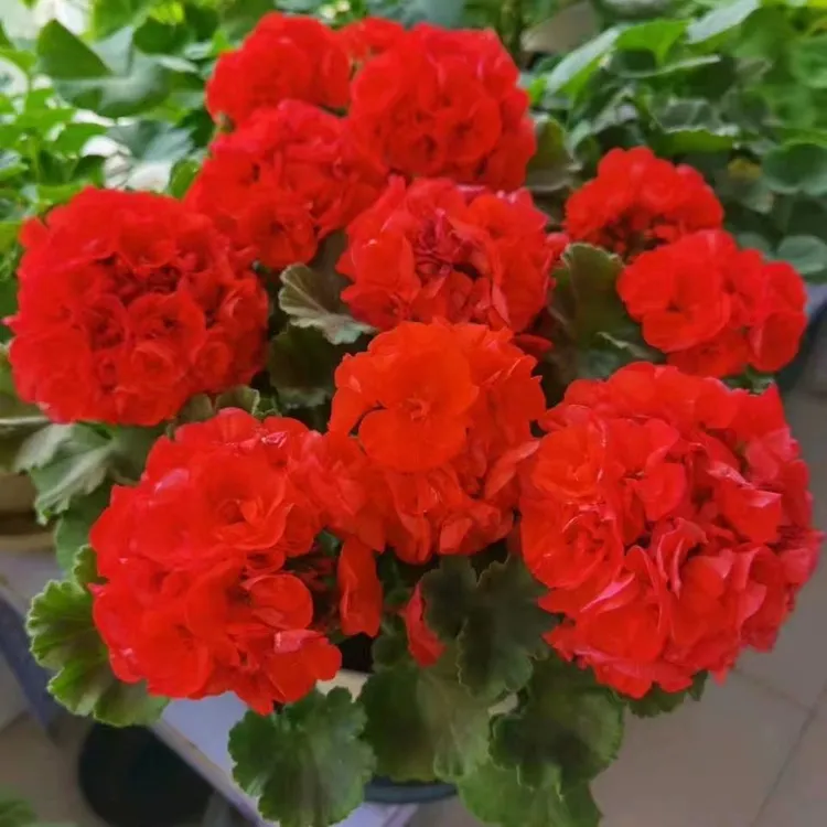 【达人专用】【买三送一】天竺葵新品大花球阳台花卉四季开花粉色