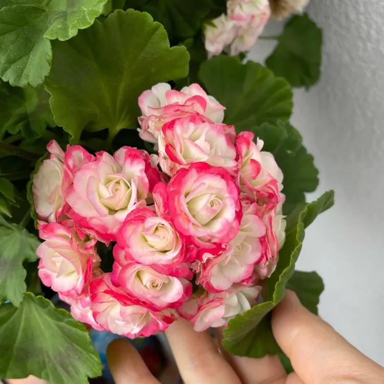 【苹果碗 】  直立天竺葵 碗类中苗（无花苞 包对版）