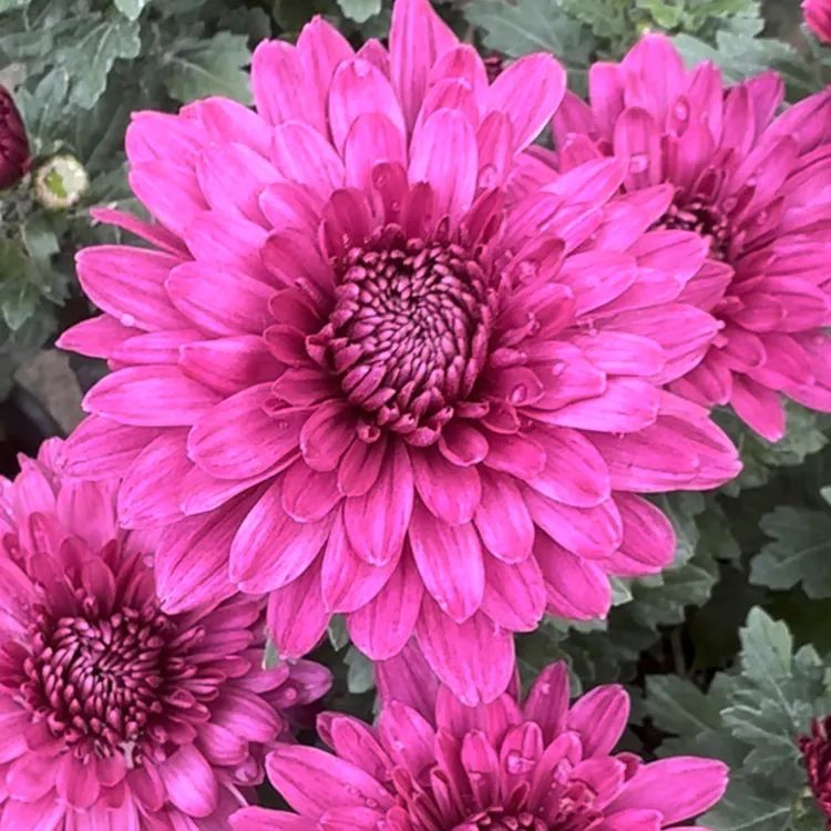 紫芙蓉大花九月菊，带花苞发货