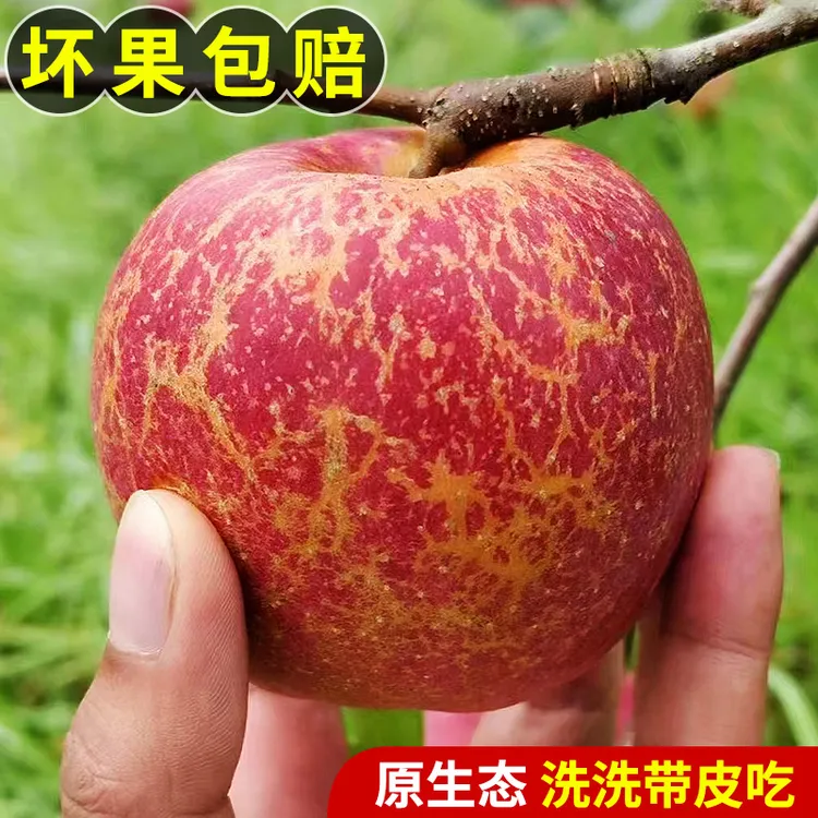 正宗云南昭通丑苹果冰糖心当季新鲜红富士水果整件5/10斤包邮