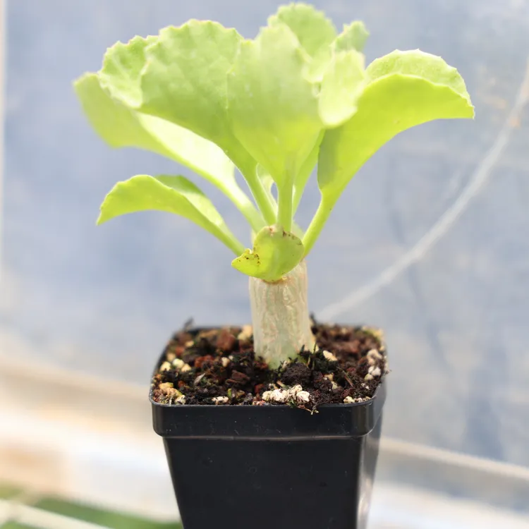 【安哥拉葡萄翁】精选实生 块根植物 一物一拍 精品包邮