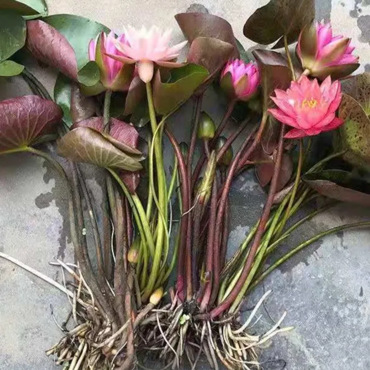 池塘睡莲花鱼缸睡莲根块带花苞四季盆栽水培植物庭院大小睡莲花苗