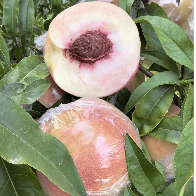 新鲜桃子毛桃现摘脆蜜桃秋桃脆甜多汁