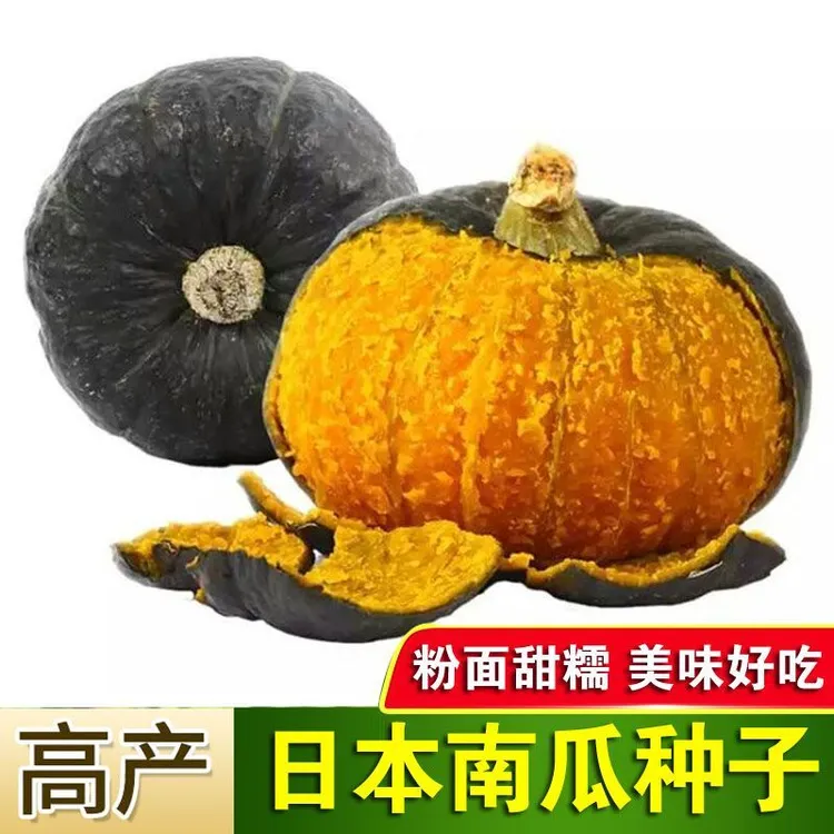 日本南瓜种子甜面黑色疙瘩面窝瓜种籽甘粉肉厚爬藤四季瓜果菜籽种