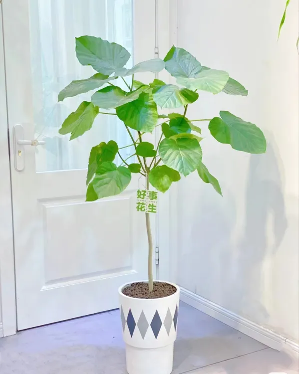 室内大型耐阴好养绿植爱心榕
