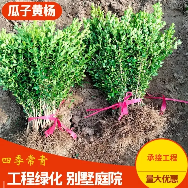 瓜子黄杨树苗盆景老桩小苗庭院别墅造型树小叶绿篱四季常青批发