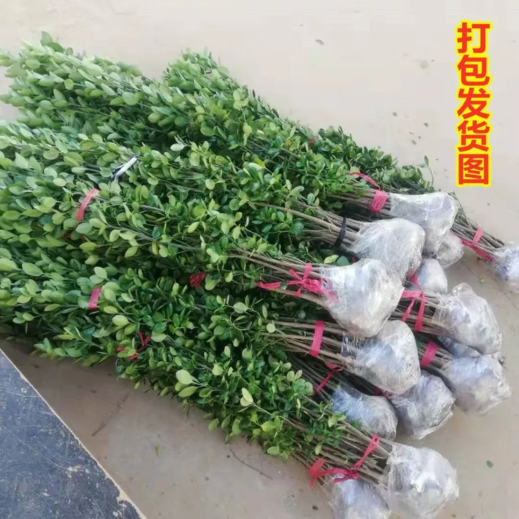 四季常青北海道树苗冬青树苗绿篱围栏篱笆墙庭院大叶黄杨不落叶