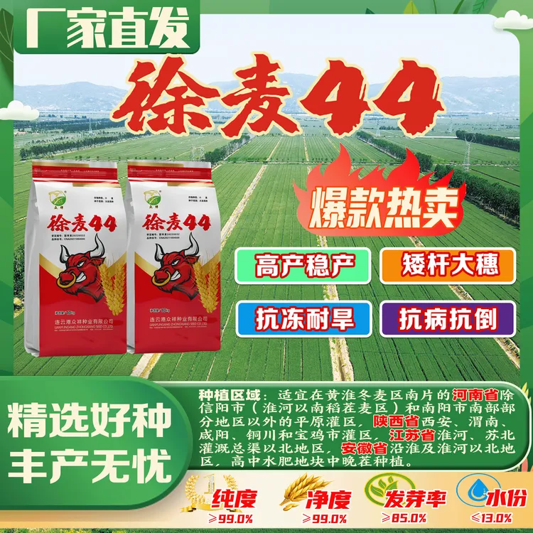 徐麦44小麦种子 20斤 矮秆大穗抗病抗倒 抗寒耐旱 中强筋角质麦