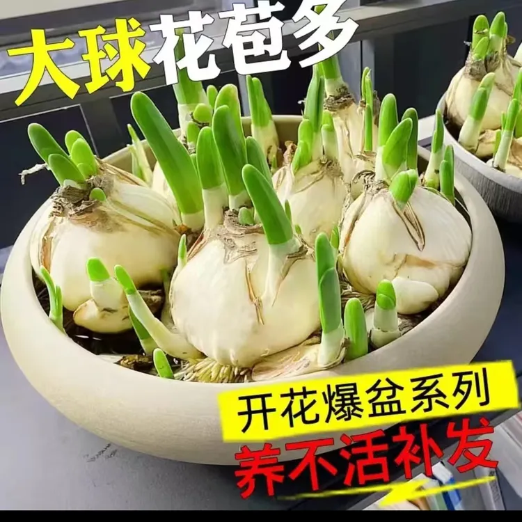 正宗漳州水仙大型种球盆栽客厅花卉土养水养耐寒冬天植物好养活
