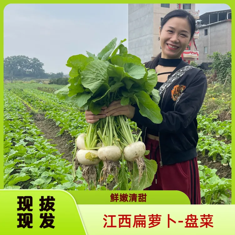 头茬当季扁萝卜老品种清火盘菜小个圆萝卜圆菜头扁头菜大头菜