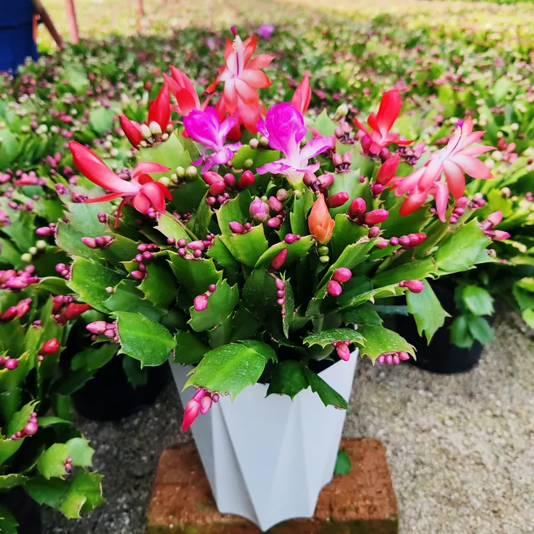 双色蟹爪兰盆栽花室内客厅庭院阳台花卉绿植植物四季开花
