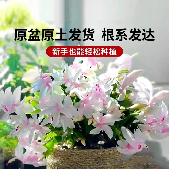 白色蟹爪兰盆栽室内花卉植物 渐变色带花苞发货好养易活懒人花