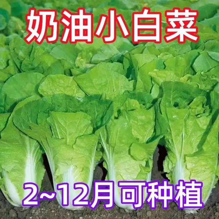 四季快菜奶油小白菜生吃新鲜小白菜爽口农家小白菜