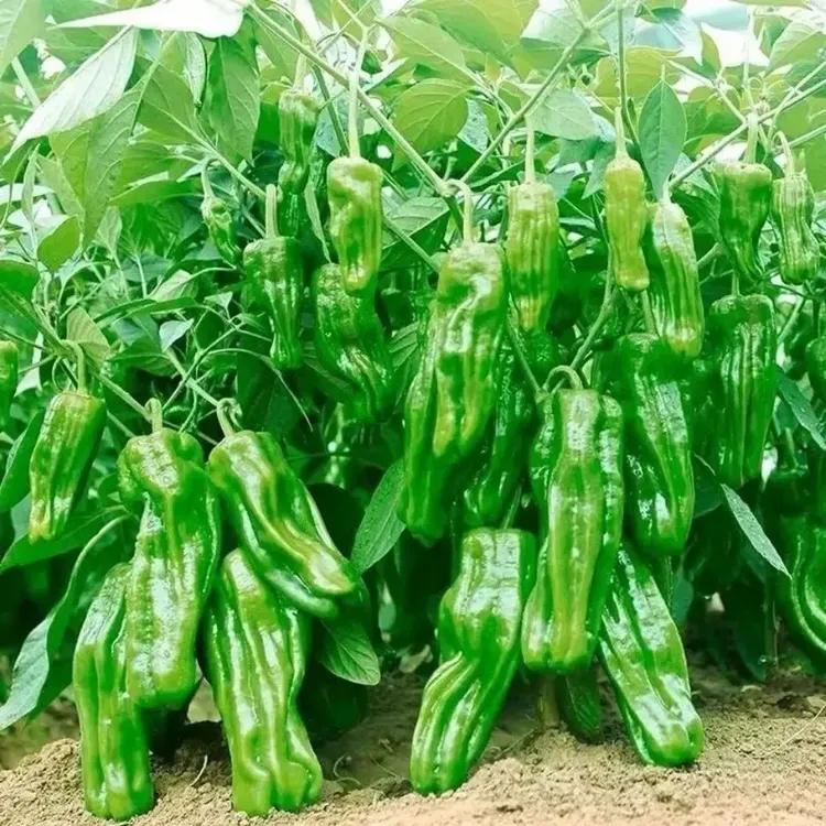 虎皮青椒微辣辣椒种早熟高产皮薄质脆春季蔬菜种子薄皮辣椒大椒种
