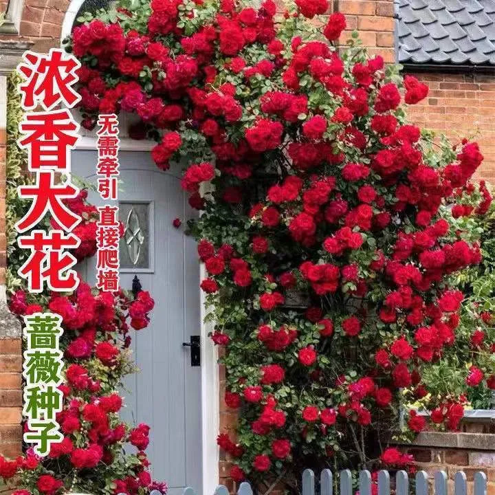 耐寒四季开花蔷薇花苗爬藤植物浓香大花地栽盆栽花卉攀爬庭院阳台