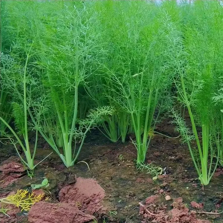 割茬小茴香种子阳台盆栽香料蔬菜种子庭院四季播茴香菜籽易种球