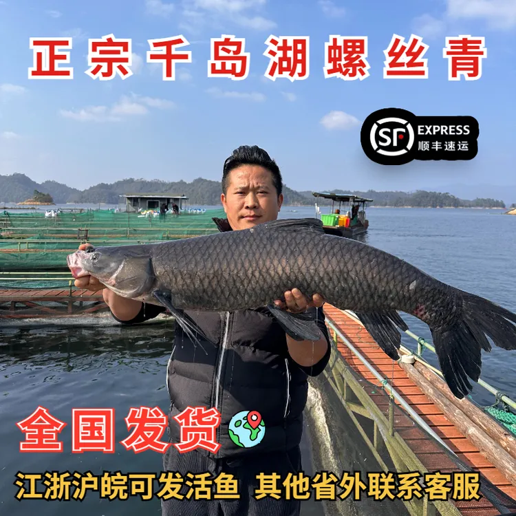 千岛湖正宗野生螺蛳青活鱼大鱼青鱼省外活鱼现杀新鲜活鱼淡水鱼