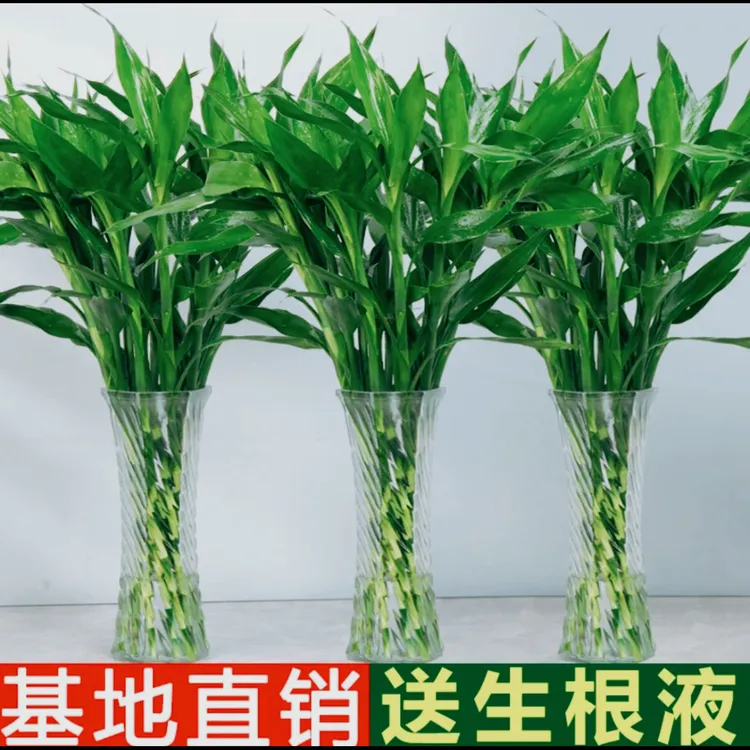 富贵竹花开富贵节节高水培绿植海南空运发货办公居家植物盆种植