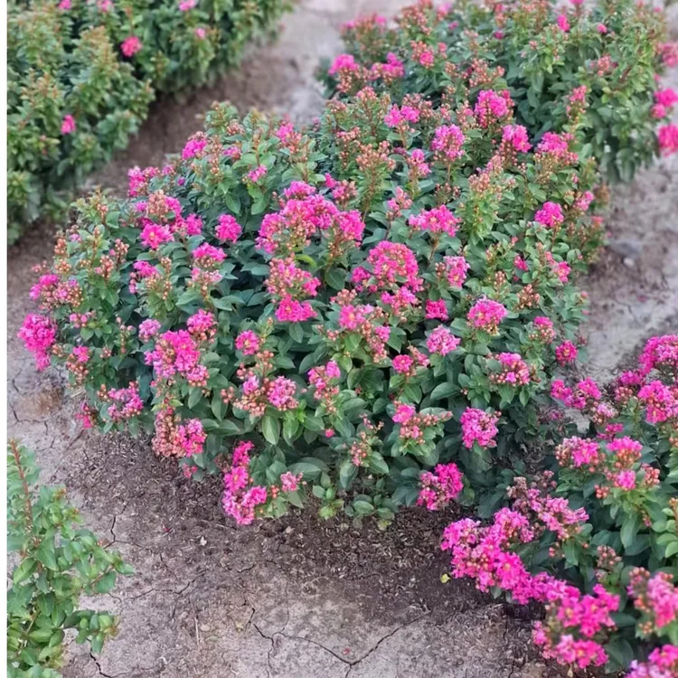 贵妃球 花树天鹅绒红火箭适合盆栽庭院种植夏季地稔苗#香蕉竹紫薇