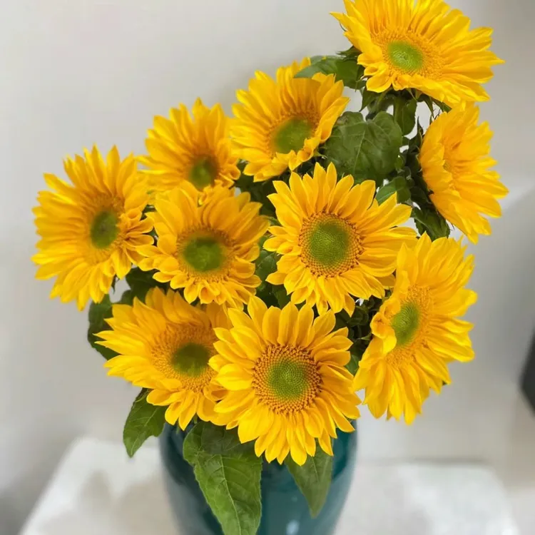 顺丰云南基地新鲜绿心鲜切花送花告白求婚品质云南直发鲜花向阳花