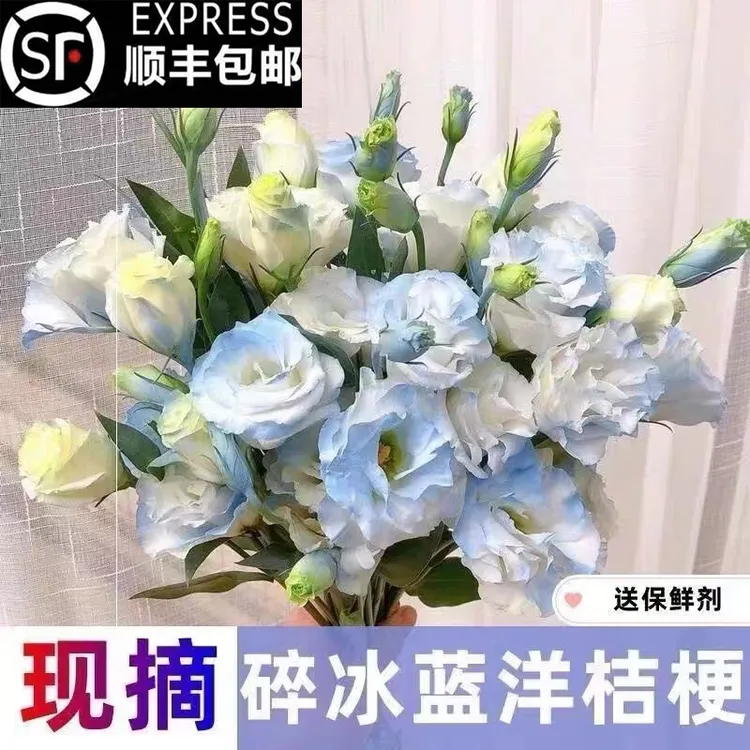顺丰包邮云南桔梗花洋桔梗基地鲜花直发花束云南直发鲜花