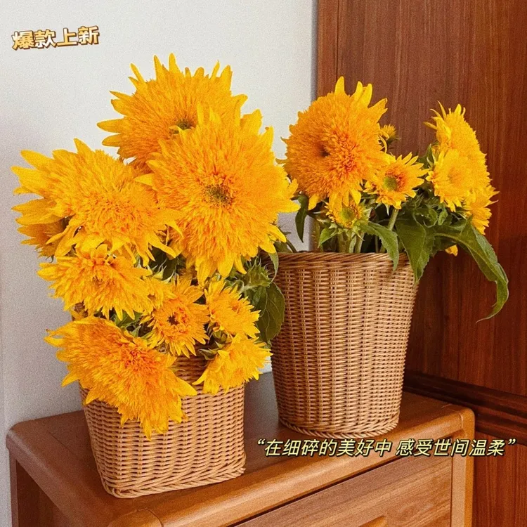 云南鲜花基地直发泰迪向日葵太阳花真花插花云南直发鲜花
