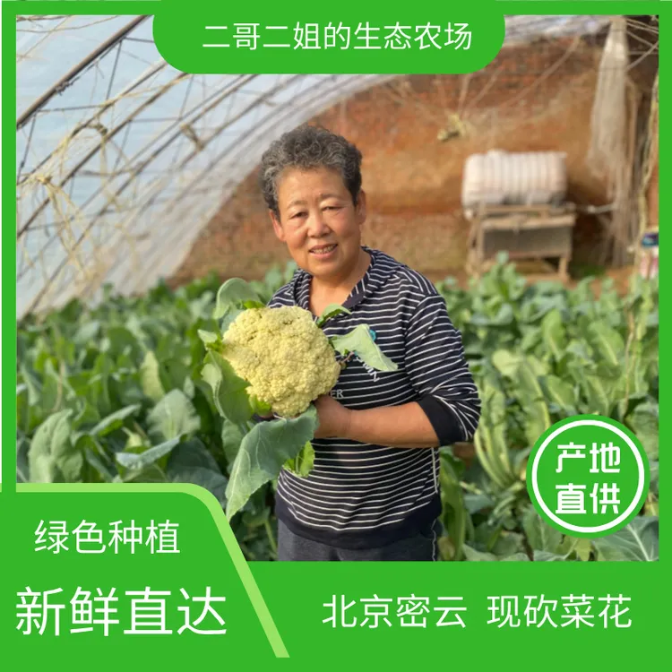 北京密云 纯绿色种植 现砍菜花 新鲜花菜 自种散菜花