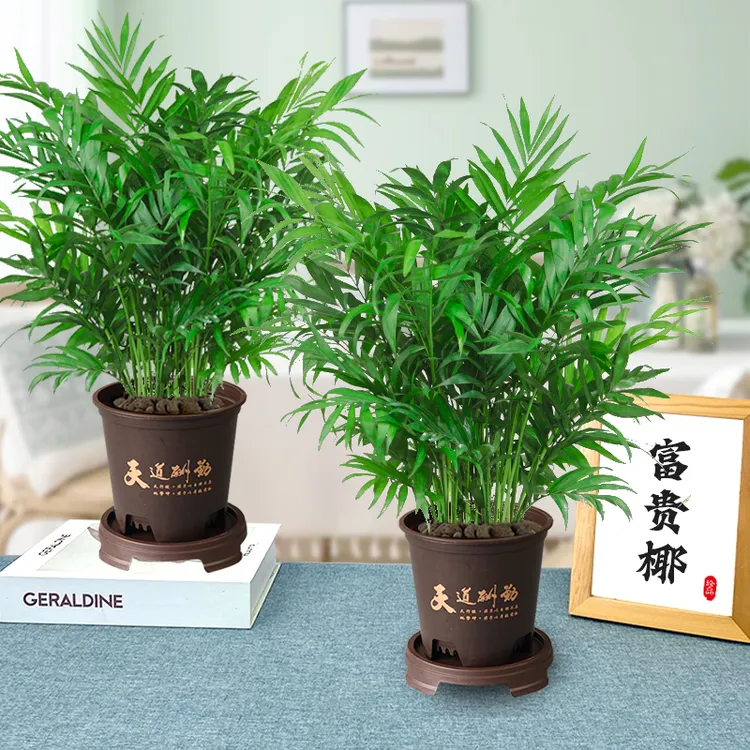 富贵椰子室内办公桌盆栽带花盆绿植春夏天好养护净化空气