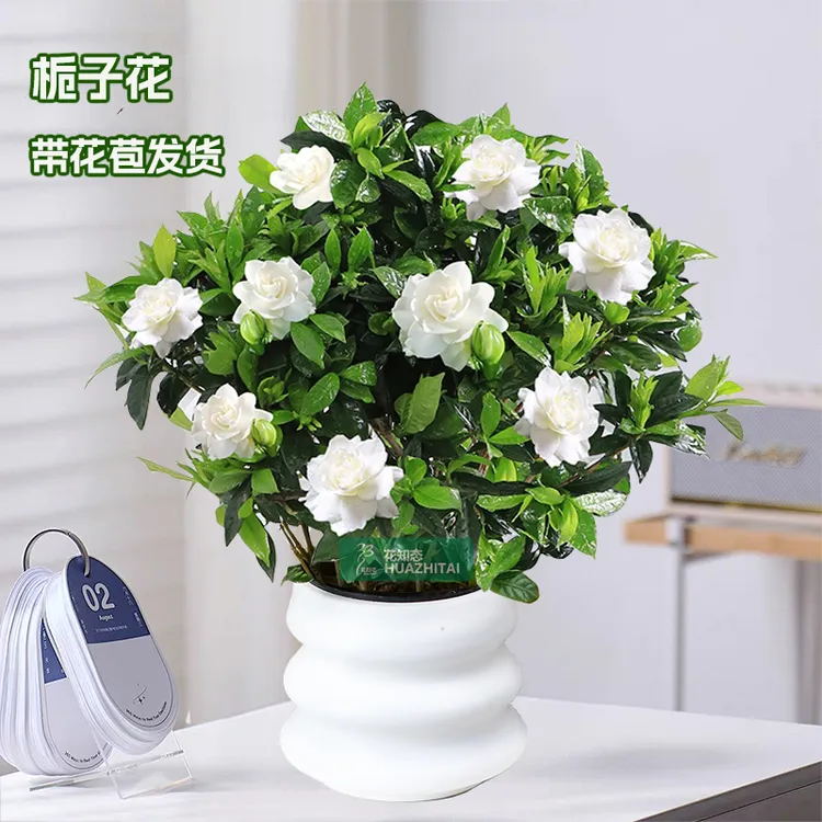 【栀子花】盆栽可开花内外阳台花卉植物绿植浓香型好养白色系花