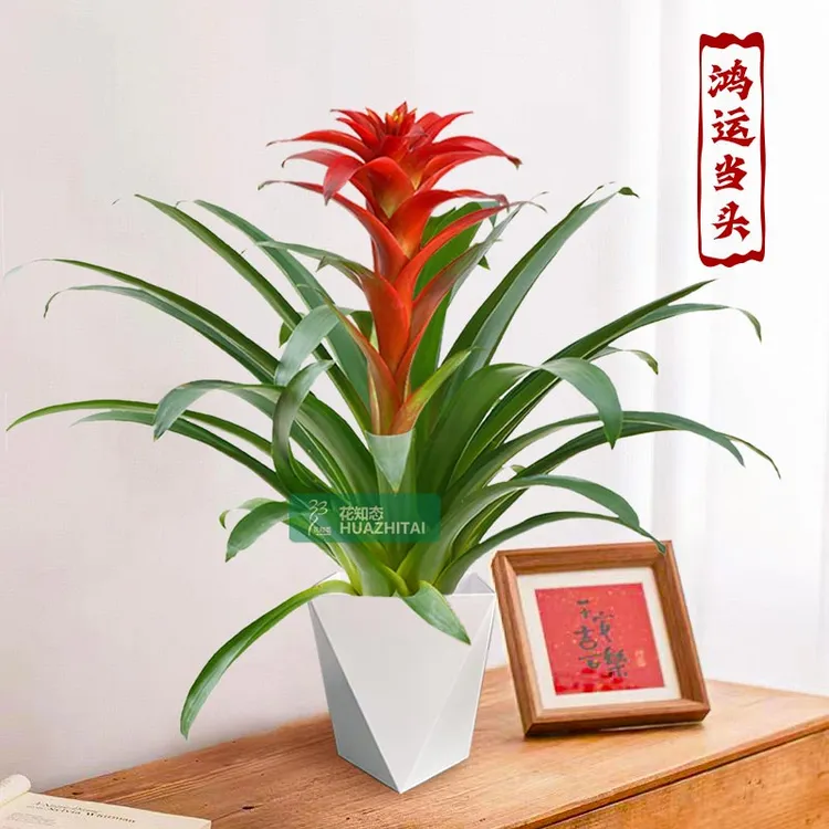 【鸿运当头】大红星年宵花红色室内客厅桌面绿植可四季开花凤梨鲜