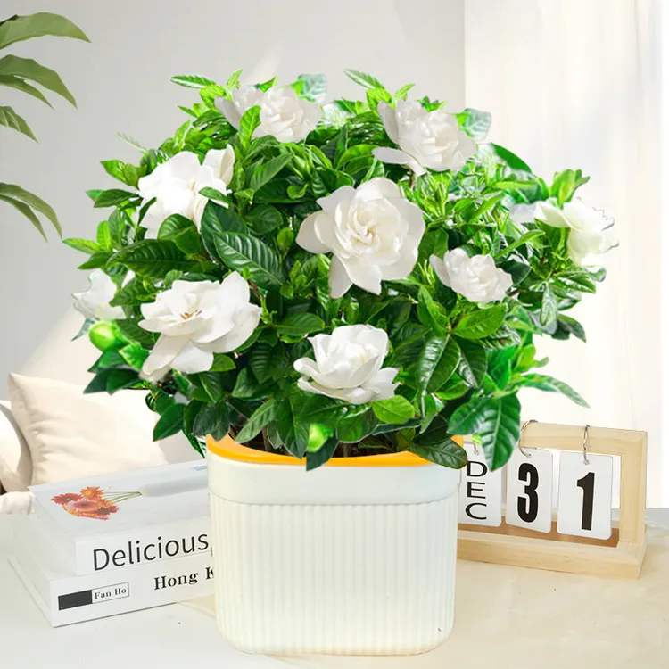 【栀子花】盆栽花卉植物带花苞内外阳台绿植浓香型四季好养清新