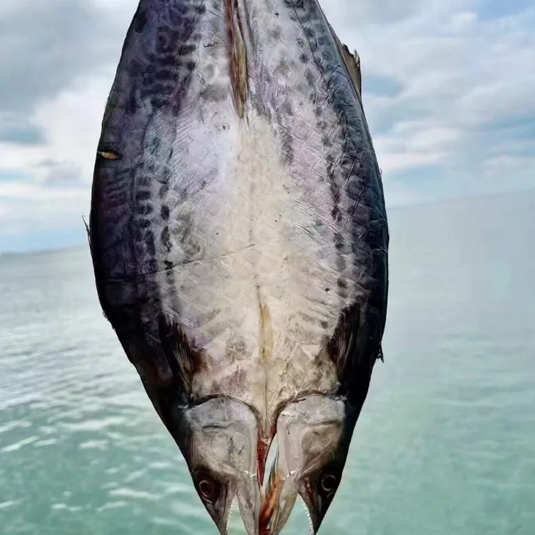 【渔家自晒】长岛一卤鲜鲅鱼干燕鲅+鳗鱼干七星鳗鱼 不咸无需泡水