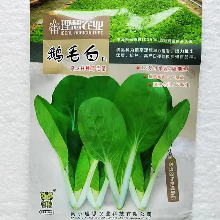 鹅毛白杂交白梗鸡毛菜种子夏季耐热16天采收小白菜种籽白梗青菜孑