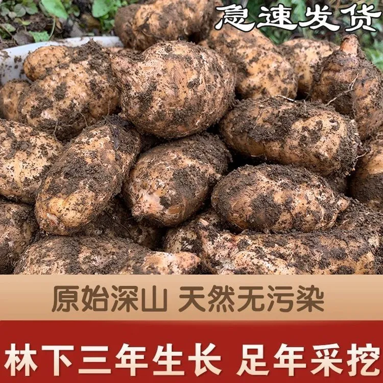 正宗彝良小草坝乌天麻现挖现发新鲜仿野种植带泥发货炖鸡汤鲜味美