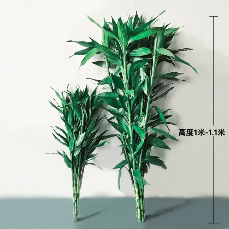 富贵竹水培绿植室内盆栽净化空气转运竹客厅装饰富贵竹花花束花束