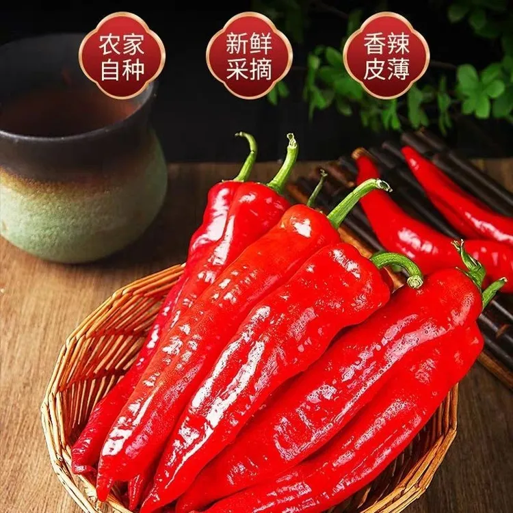 红辣椒新鲜现摘个大肉厚微甜辣农家自种红尖椒大红泡椒酱专用批发
