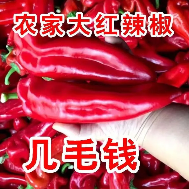 红辣椒新鲜现摘个大肉厚微甜辣农家自种红尖椒大红泡椒酱专用批发